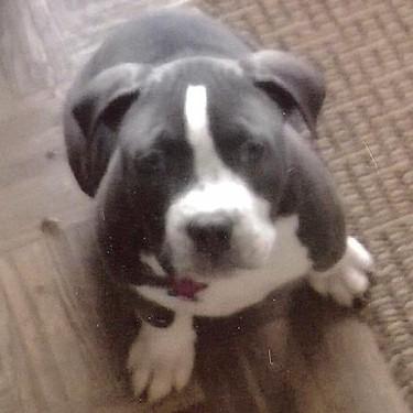 Youngs Blue Pit Bull.jpg